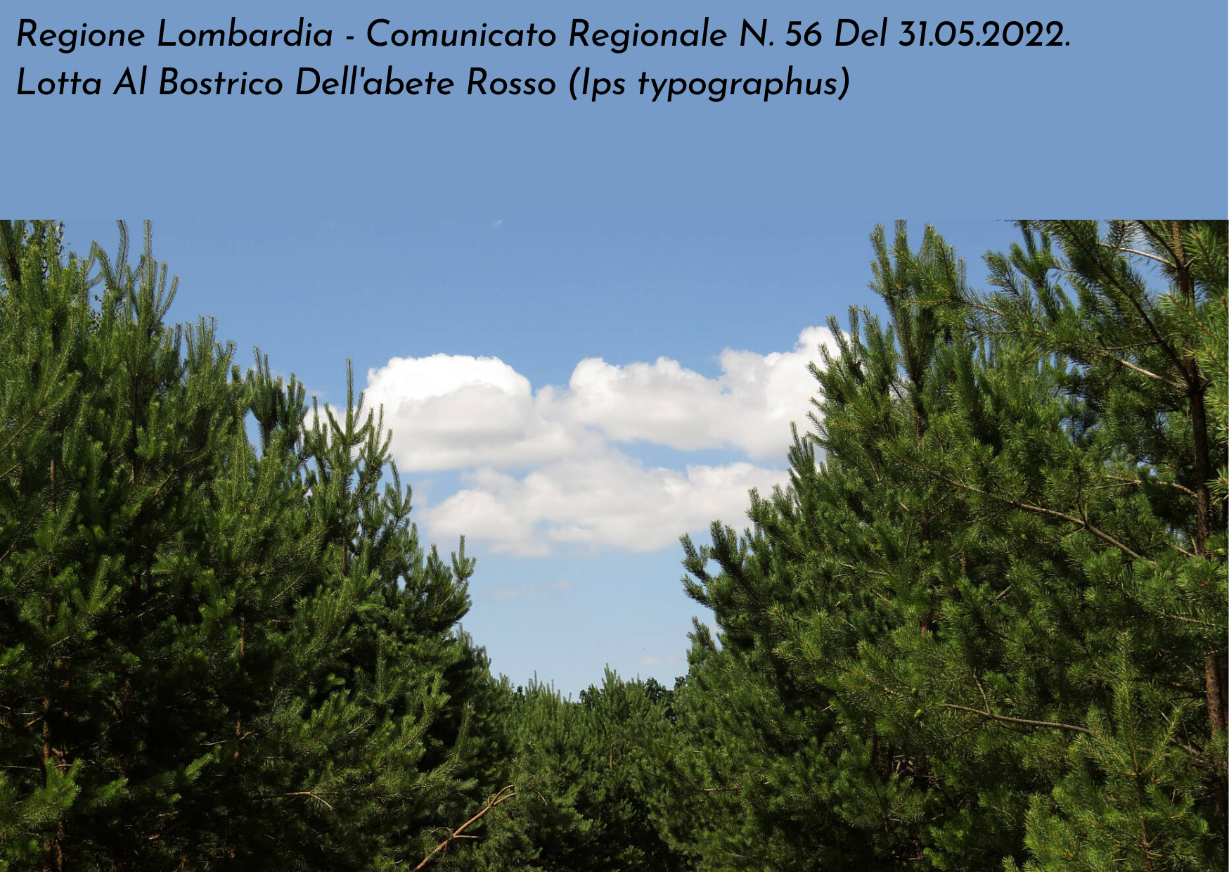 Regione Lombardia - Comunicato Regionale N. 56 Del 31.05.2022. Lotta Al Bostrico Dell'abete Rosso (Ips typographus)